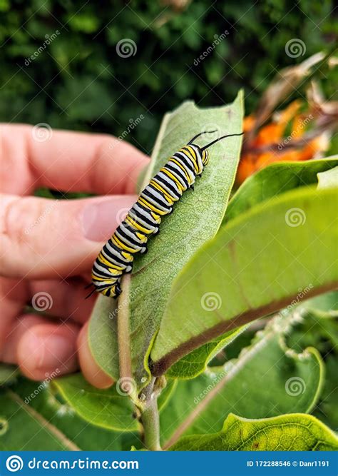 A Monarch Butterfly Caterpillar On A Milkweed Plant Leaf. Stock Photo | CartoonDealer.com #172288546