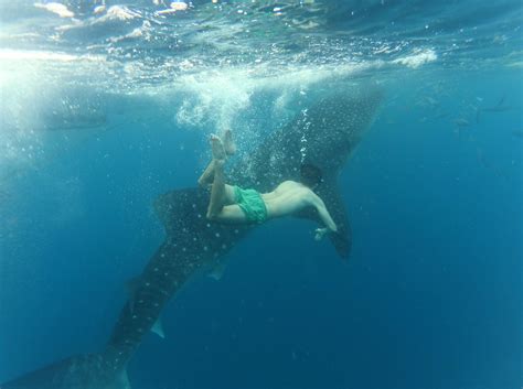 Swimming with a whale shark is one of the best experiences in my life ...