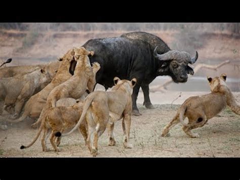 Pack Of Lions Hunting