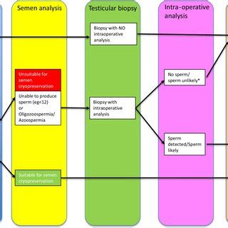 Algorithm Developed By Picton Et Al For Cryopreservation Of Testicular