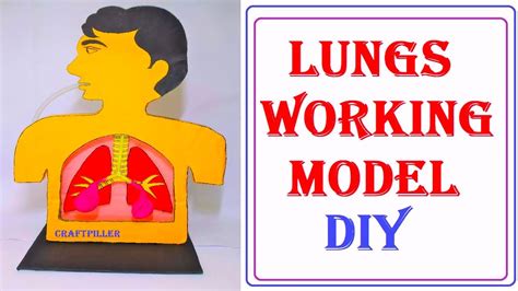 Human Respiratory System Lungs Working Model Science Project Using Card Board Diy