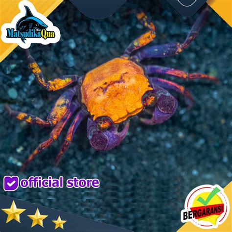 Jual Kepiting Hias Vampire Helloween Crab Paludarium Terarium Vivarium