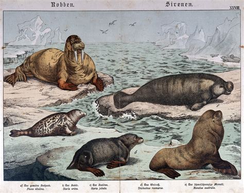 Natural History Of Mammals