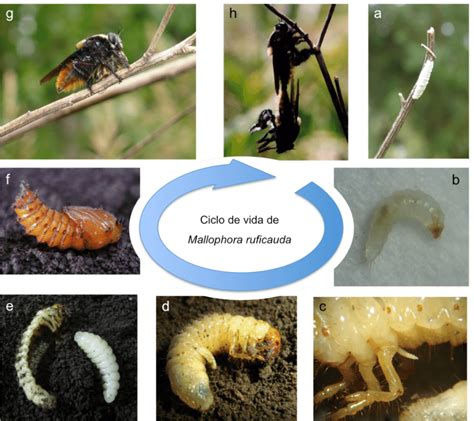 Ciclo De Vida Del Moscard N Cazador De Abejas Mallophora Ruficauda