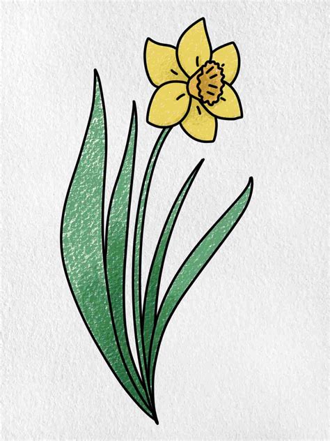 How To Draw A Daffodil Helloartsy