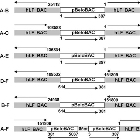 Schematic Representation Of The Bac Rearrangements In Transgenes The