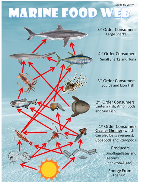 Food Web The Marine Biome