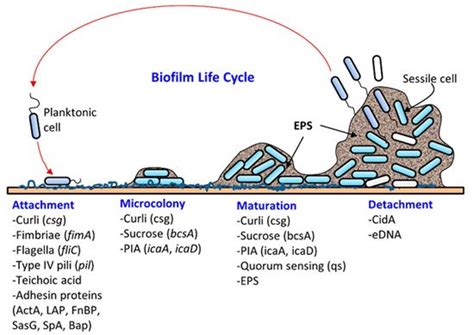 Bacterial Biofilm Formation And Pathogenesis Encyclopedia Mdpi