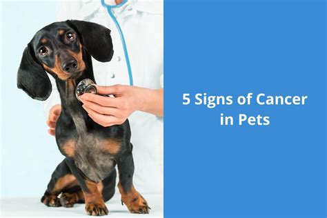 What Are The Signs Of Cancer In A Dog