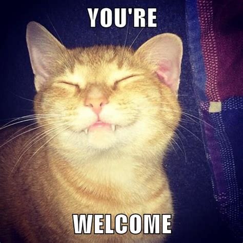 Youre Welcome Cat Meme