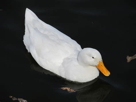 White Duck Swimming Free Stock Photo Public Domain Pictures