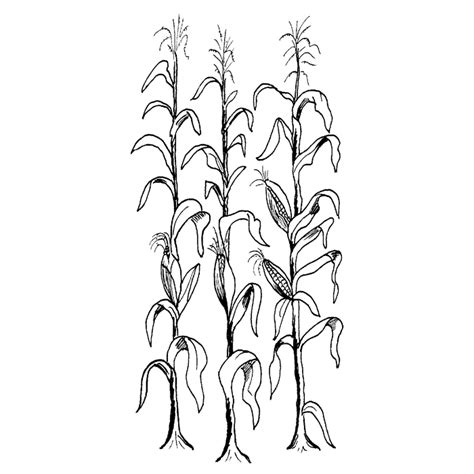 How To Draw A Corn Stalk