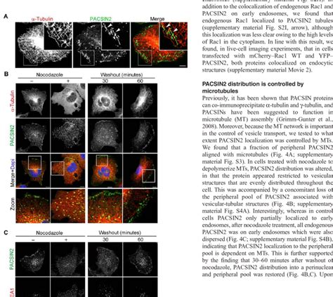 The MT Network Controls PACSIN2 Intracellular Distribution A A