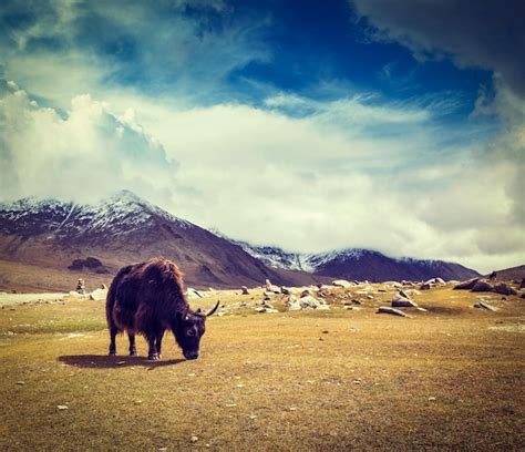 Premium Photo | Yak grazing in himalayas