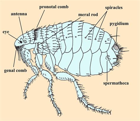 Animal Parasitology