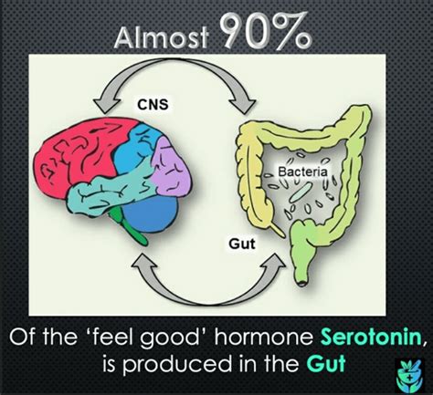 Do Business Network Around 90 Of Serotonin The Feel Good Hormone