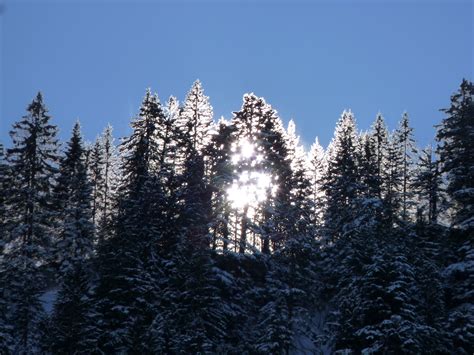 無料画像 森林 荒野 ブランチ 雪 コールド 工場 空 太陽光 霜 山脈 天気 ロマンチック 高山 モミ