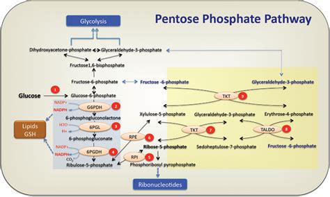 Pentose Phosphate Pathway