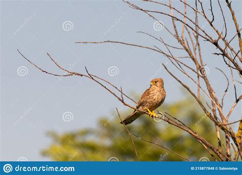 Common Kestrel Falco Tinnunculus In The Wild Stock Photo Image Of