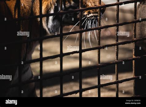 Tiger Cage Hi Res Stock Photography And Images Alamy