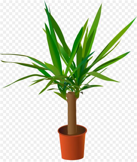 Yucca Gloriosa Spineless Yuca Yucca Aloifolia Imagen Png Imagen