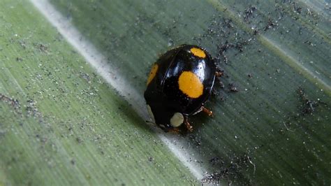 Harlequin Ladybird | MarkEisingBirding