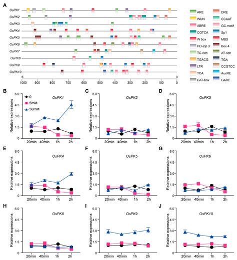 Ijms Free Full Text Genome Wide Analysis And Functional