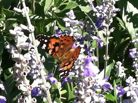 Salvia And Butterfly Flower Garden My Flower Salvia