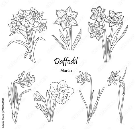 Daffodil March Birth Month Flower Line Art Vector Drawing Set Isolated On White Background