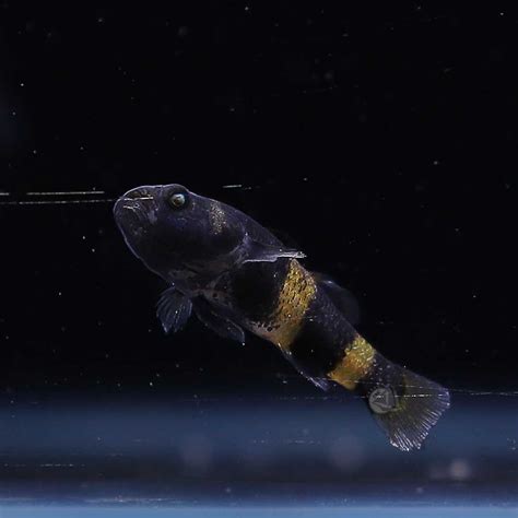 ปลาบู่หมาจู (Bumblebee Goby) ขายเซท 5ตัว/12ตัว ไซส์ประมาณ 2cm | LINE SHOPPING