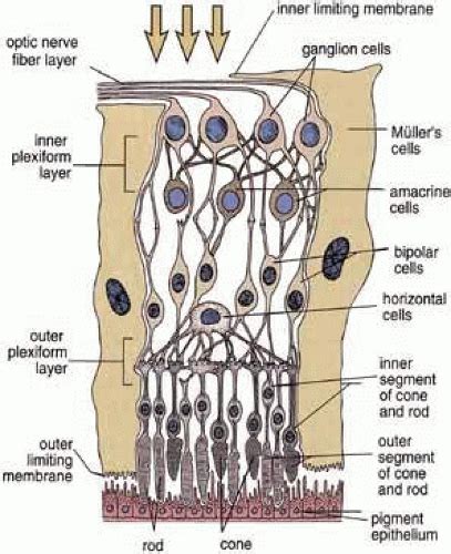 Structure and Function of the Retinal Pigment Epithelium | Ento Key