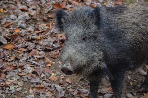 Wildschwein Tier Eber Kostenloses Foto Auf Pixabay Pixabay