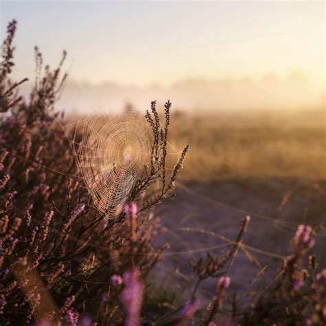 Meesterlijk genieten in gevarieërde natuur Visit Heeze Leende