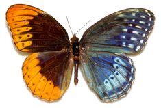 100 BILATERAL GYNANDROMORPH ideas | animals, beautiful butterflies ...