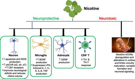 Nicotine Mediated Neuroprotective And Neurotoxic Effects Nicotine Is