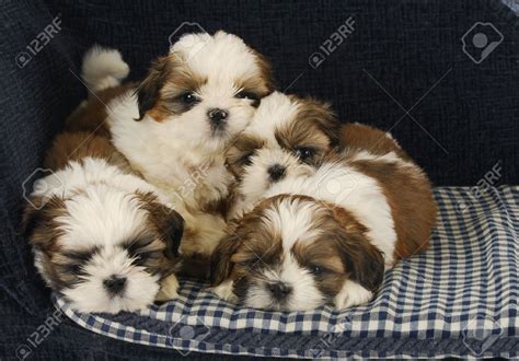 Shih Tzu Puppies Stock Photos Images, Royalty Free Shih Tzu ... Shih ...