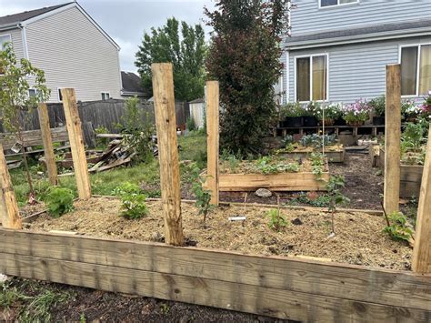 how’s the spacing look on these raspberry plants? : r/gardening