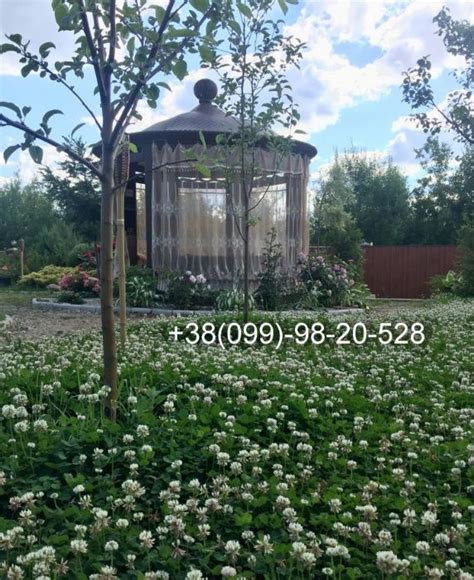 КЛЕВЕР лилипут Ривендел micro 100% многолетний газон с цветами семена ...