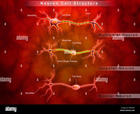 Anatomy Structure Of Neurons Stock Photo Alamy