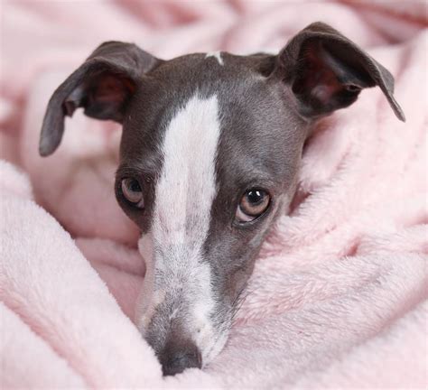 Italian Greyhound Breed Information Guide Quirks Pictures