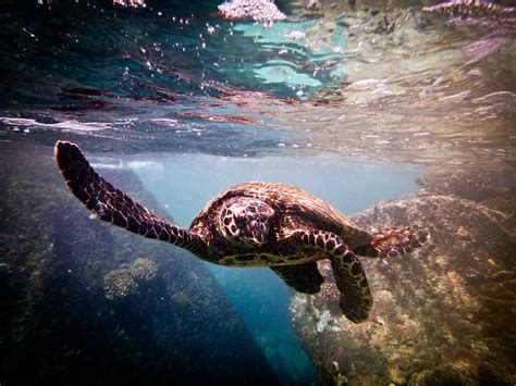 Sea Turtle Saying Bye Bye By Stéphane Cosnard Photo 23331215 500px