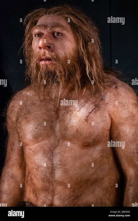 Neanderthal Museum Sapiens Hi Res Stock Photography And Images Alamy