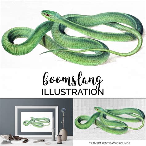 Cute Snake Couple Watercolour Clipart Set Masterbundles