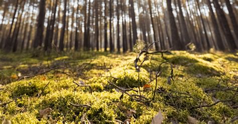 What Is Forestry Mulching Jacksonville Fl Legacy Land Management