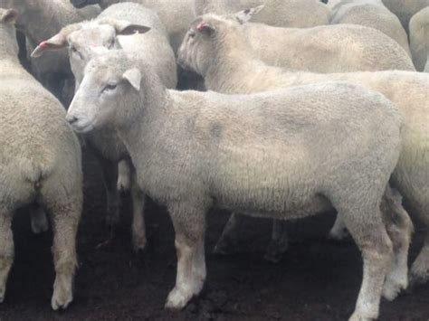 Lamb And Sheep Processors Cut Weekly Supply Requirements Sheep Central