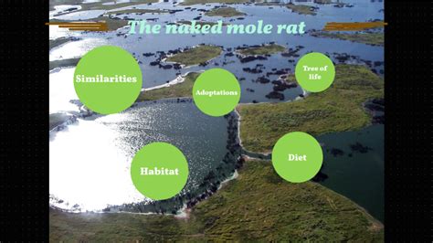 The Naked Mole Rat By Thiben Verstrepen On Prezi