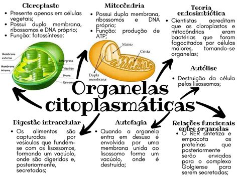 Organelas Citoplasm Ticas P Ensino De Biologia Ci Ncias Biol Gicas