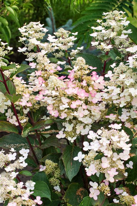 Hydrangea Early Harry Hortensia Hardy Pot Cm Height Cm