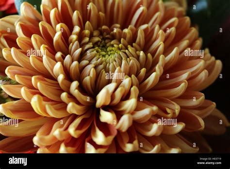 Orange Chrysanthemum Hi Res Stock Photography And Images Alamy