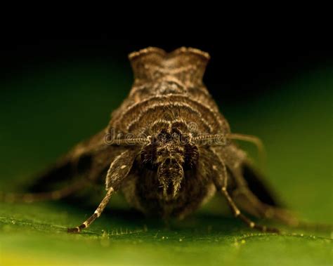 Gammafly Autographa Gamma Stock Photo Image Of Double 45335060